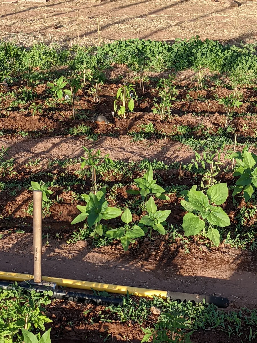 Our Produce Soaking Up the Sun and Getting Established